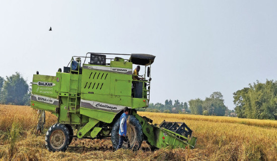 Labour shortage slows paddy harvest in southern Morang
