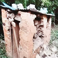 Labour shortage slows paddy harvest in southern Morang