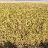 Eight ministers from UML resign en masse