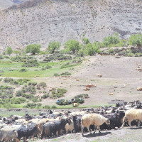 Samjhana Khadka guides Nepal to historic first win in Asia Cup