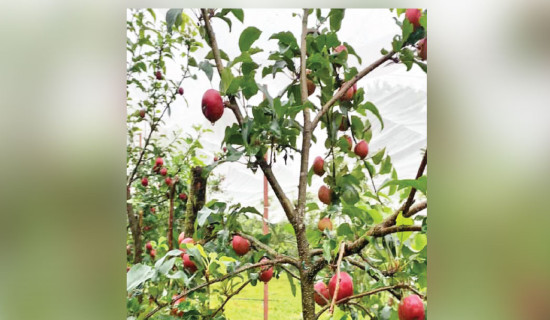 Storms topple trees, knock out power