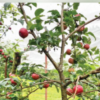 Paleti to dedicate upcoming edition to singer Phatteman