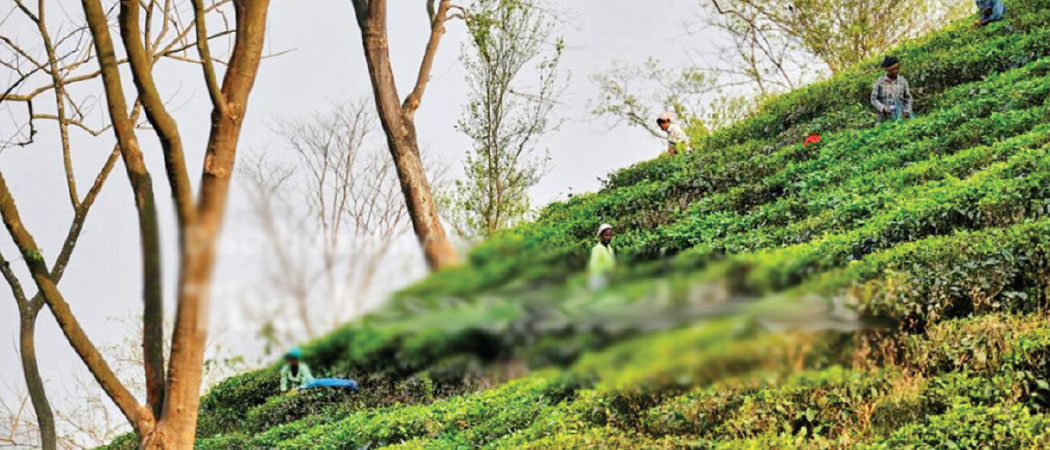 Tea tariffs cause headaches