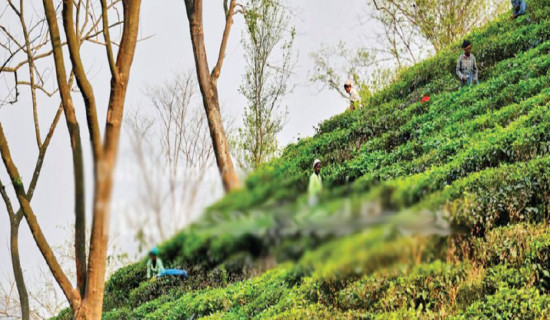 Tea tariffs cause headaches