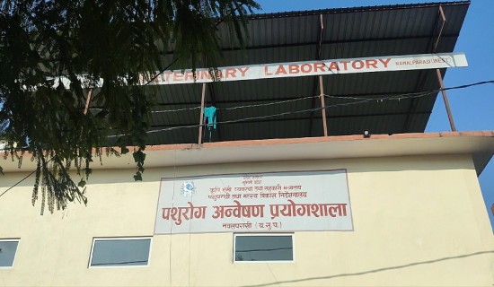 Pork sale banned in Parasi after finding African swine fever infection