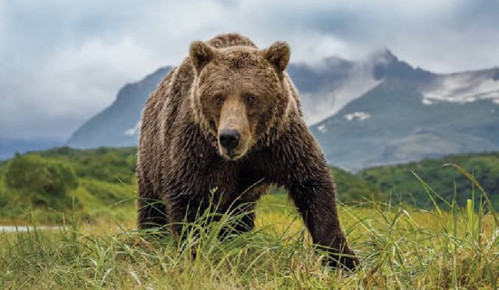 Woman injured in bear attack in Taplejung