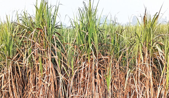 Sugarcane farmers to protest for subsidy hike