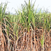 NC-UML coalition for political stability: Chief Whip Ghimire