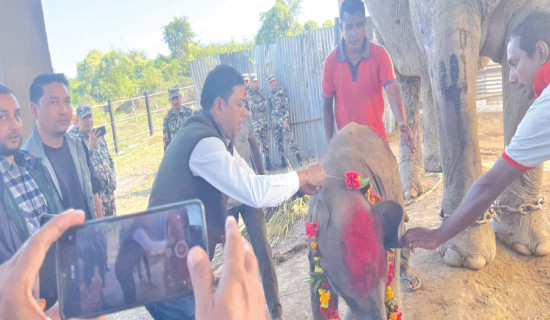 Millet test cultivation in Banke yields success