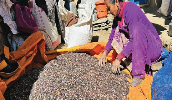 Simkot begins purchasing local crops from farmers