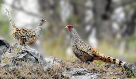 All should raise voice against Israel's genocide of Palestinians: former PM Prachanda