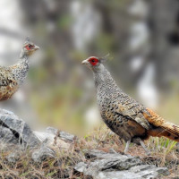 Hong Kong blaze toll rises to 128