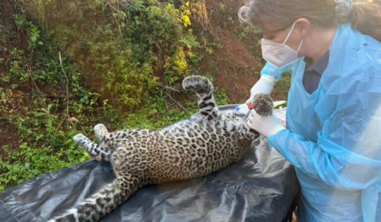 One dead and one semi-conscious leopard recovered in Gorkha