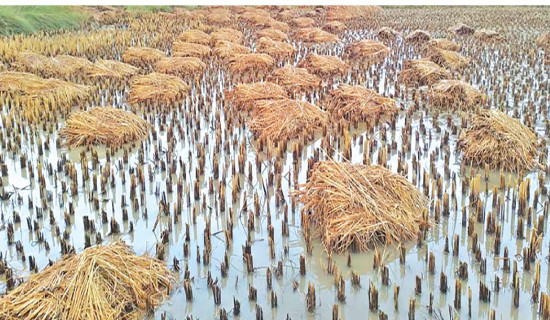 Cold weather halts over 60 construction projects in Humla