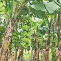 1.5 mln Afghans live with serious disabilities, many victims of conflict: UN