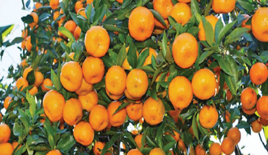 Benikot farmers earn Rs. 20M from oranges