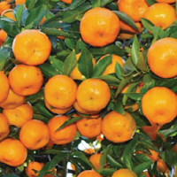 All-party meeting to discuss polls today