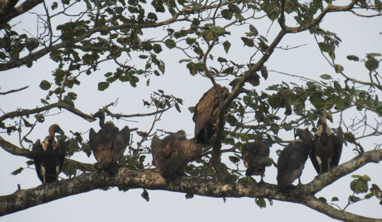 Vulture safe zone in offing in Sudurpaschim