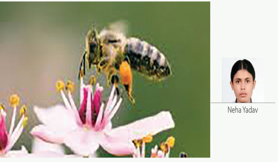 Honey Bees On The Decline