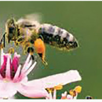 59 short stories selected for Baahrakhari contest