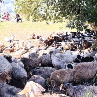 Child dies and four injured in auto accident