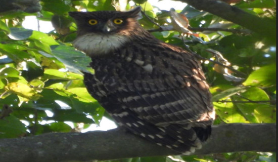 Light rain/snow likely in mountainous belt of Gandaki province