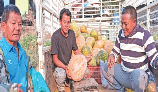 Hill-grown pumpkins in high demand  of Madhes consumers