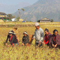 NC leader Thapa says no alternative to HoR elections