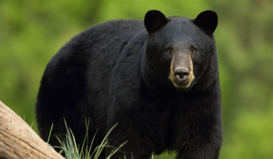 Two injured in bear attack in Rasuwa