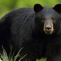 NC secures Chair, Vice Chair posts in Tamankhola Rural Municipality