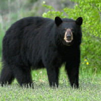 10 hurt in Muglin bus accident