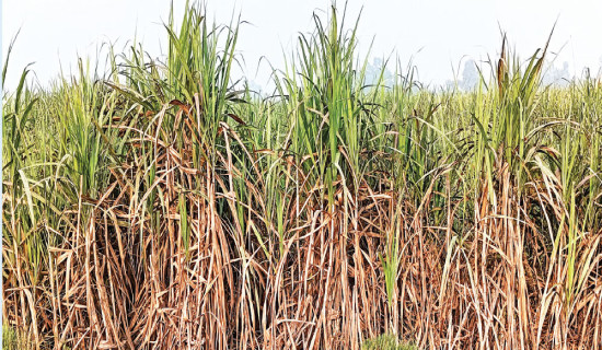 Sugarcane farmers in ‘wait and see’ situation
