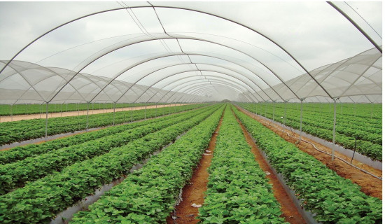 Agro Produce Sale Centre facilitates farmers