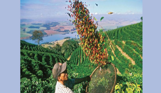 Feasibility study for tea farming in Surnaya rural municipality