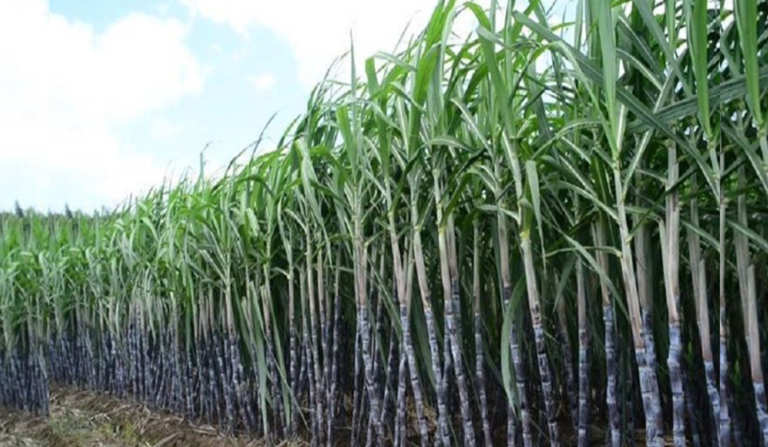 Slightly higher price of sugarcane elates farmers in Mahottari