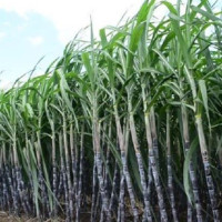 Women worker helps on gravel crushing in Jajarkot