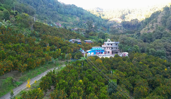 Orange orchard of Myagdi