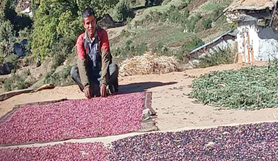 Production of indigenous crops rises in Humla
