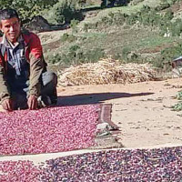 Critically endangered vultures vanish after crossing into India