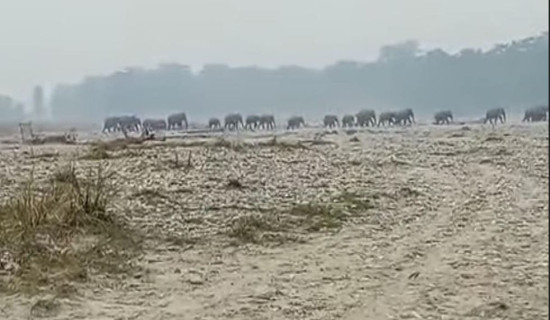 Human-elephant conflict intensifies in Morang