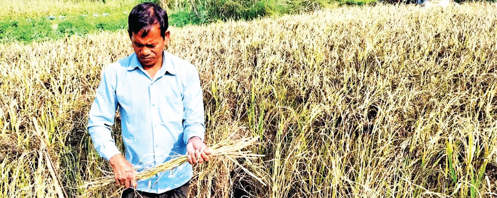 Banke farmers strive to save Kalanamak rice