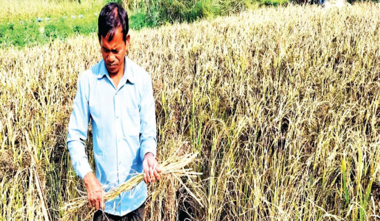 Banke farmers strive to save Kalanamak rice