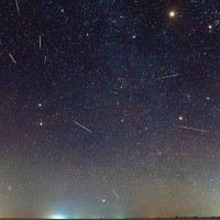 Status Of Kalij Pheasants In Nepal