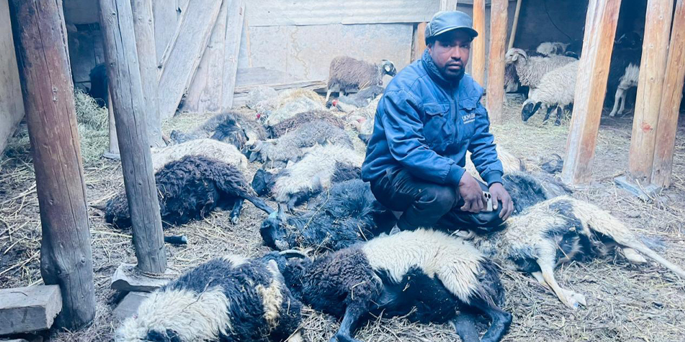 19 sheep killed in snow leopard attack in Mustang