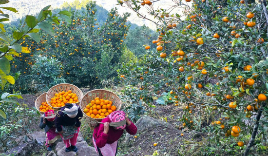 Juicy orange being carried to market
