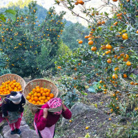 Vivah Panchami celebration begins today