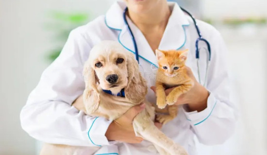 Livestock Service Centre in Baitadi sans veterinary doctor