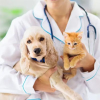 Dharapani of Surkhet