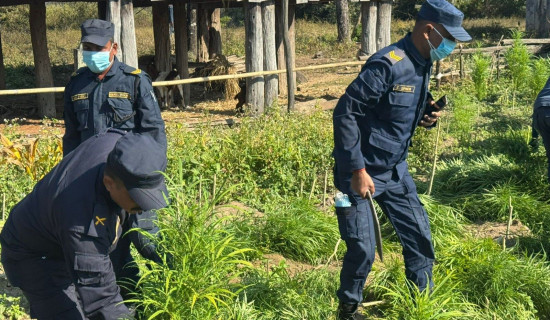 Police seize marijuana planted at 3.5 bighas in Sarlahi