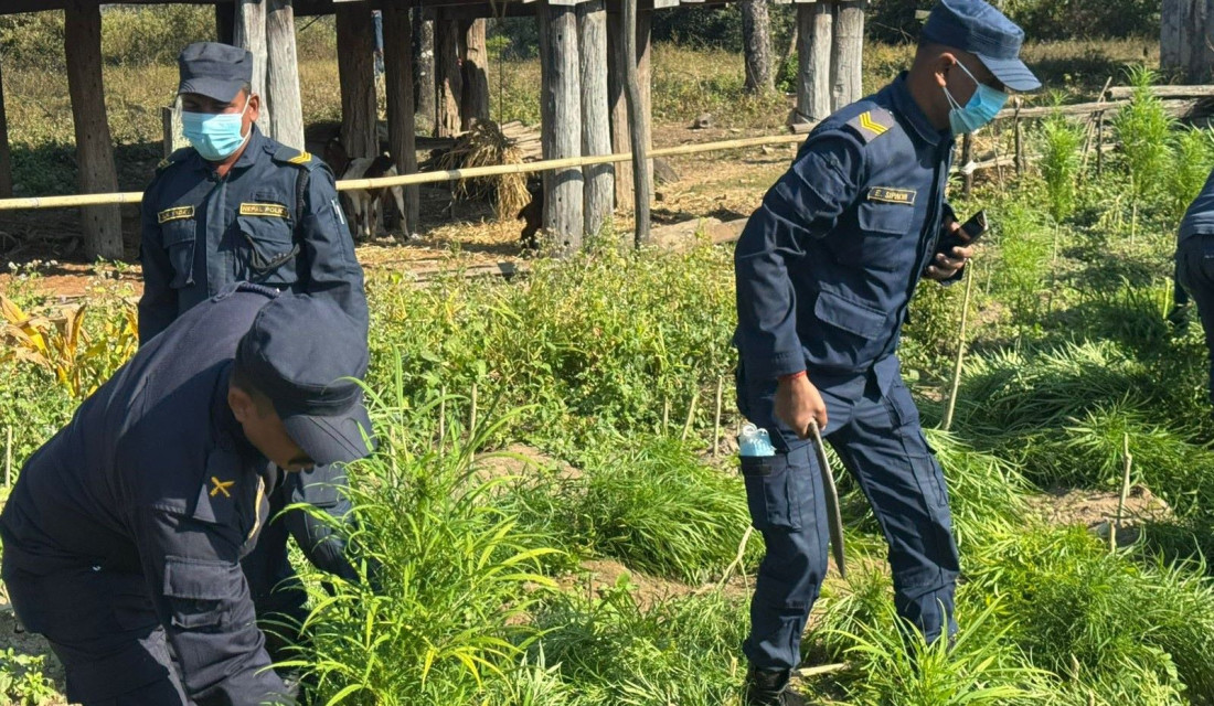 Police seize marijuana planted at 3.5 bighas in Sarlahi